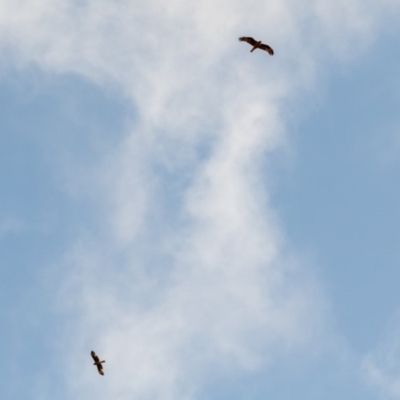 Hieraaetus morphnoides (Little Eagle) by ajc