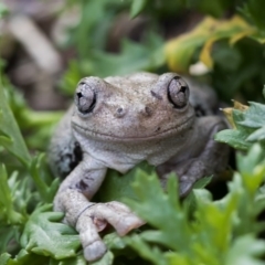 Litoria peronii (Peron's Tree Frog, Emerald Spotted Tree Frog) at Forde, ACT - 10 Sep 2020 by dannymccreadie