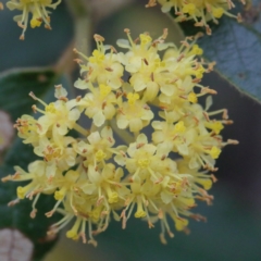 Pomaderris intermedia (Golden Pomaderris) at Black Mountain - 9 Sep 2020 by ConBoekel