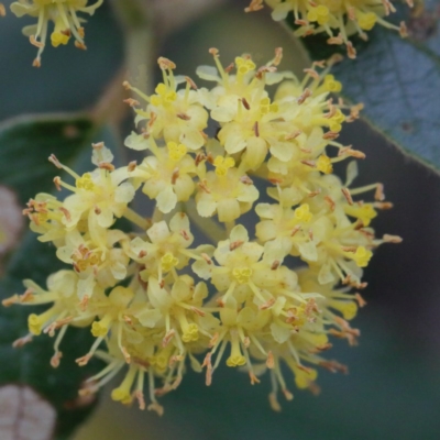 Pomaderris intermedia (Golden Pomaderris) at Black Mountain - 9 Sep 2020 by ConBoekel