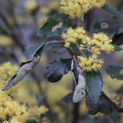 Pomaderris intermedia at Downer, ACT - 10 Sep 2020