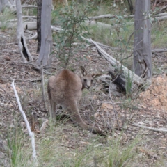 Macropus giganteus (Eastern Grey Kangaroo) at Black Mountain - 10 Sep 2020 by ConBoekel