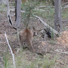 Macropus giganteus (Eastern Grey Kangaroo) at Downer, ACT - 9 Sep 2020 by ConBoekel