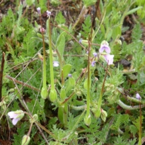 Erodium cicutarium at Tuggeranong DC, ACT - 9 Sep 2020