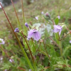 Erodium cicutarium at Tuggeranong DC, ACT - 9 Sep 2020 11:20 AM