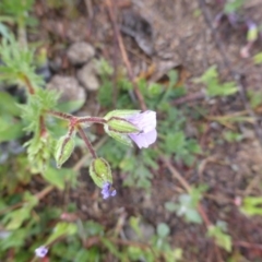 Erodium cicutarium at Tuggeranong DC, ACT - 9 Sep 2020 11:20 AM