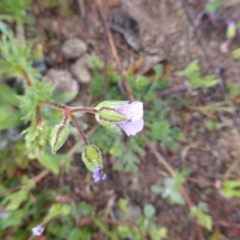 Erodium cicutarium at Tuggeranong DC, ACT - 9 Sep 2020