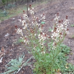 Raphanus raphanistrum (Wild Radish, Jointed Charlock) at Isaacs Ridge and Nearby - 9 Sep 2020 by Mike