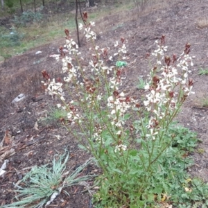 Raphanus raphanistrum at Jerrabomberra, ACT - 9 Sep 2020