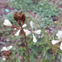 Raphanus raphanistrum at Jerrabomberra, ACT - 9 Sep 2020