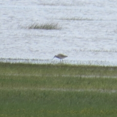 Limosa lapponica (Bar-tailed Godwit) at Lake George, NSW - 12 Nov 2016 by Liam.m