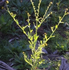 Amsinckia calycina/intermedia (intermediate) at Majura, ACT - 10 Sep 2020