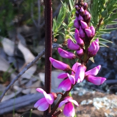 Indigofera australis subsp. australis (Australian Indigo) at Majura, ACT - 10 Sep 2020 by JaneR