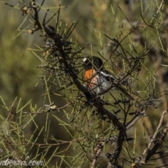 Petroica boodang (Scarlet Robin) at Paddys River, ACT - 30 Aug 2020 by JonSteinbeck