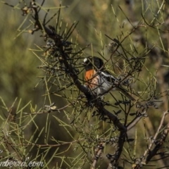 Petroica boodang (Scarlet Robin) at Paddys River, ACT - 30 Aug 2020 by BIrdsinCanberra