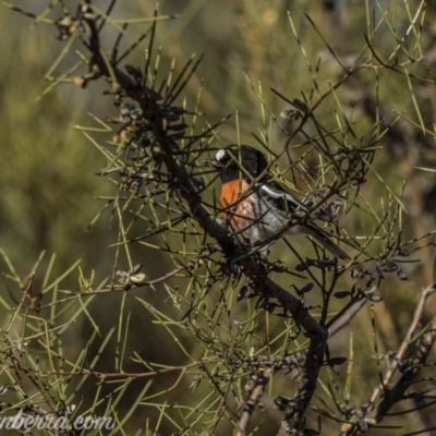 Petroica boodang (Scarlet Robin) at Tidbinbilla Nature Reserve - 29 Aug 2020 by BIrdsinCanberra