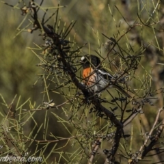 Petroica boodang (Scarlet Robin) at Paddys River, ACT - 29 Aug 2020 by BIrdsinCanberra