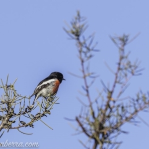 Petroica boodang at Paddys River, ACT - 30 Aug 2020