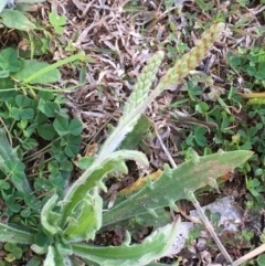 Plantago varia (Native Plaintain) at Mount Majura - 10 Sep 2020 by JaneR