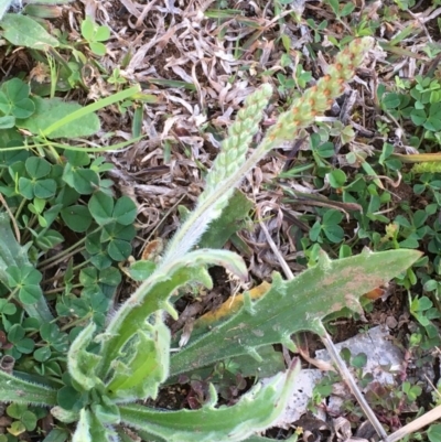 Plantago varia (Native Plaintain) at Mount Majura - 10 Sep 2020 by JaneR