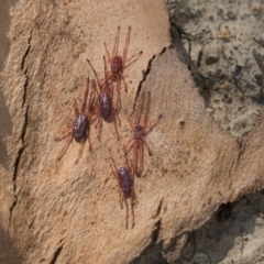 Rainbowia sp. (genus) (A mite) at Higgins, ACT - 10 Sep 2020 by AlisonMilton