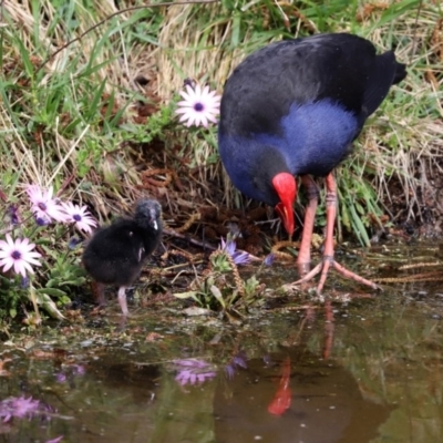 Porphyrio melanotus (Australasian Swamphen) at Fadden, ACT - 10 Sep 2020 by RodDeb