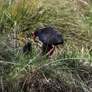 Porphyrio melanotus at Fadden, ACT - 10 Sep 2020