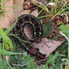 Apina callisto at Fadden, ACT - 10 Sep 2020