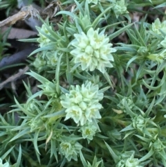 Scleranthus diander (Many-flowered Knawel) at Mount Majura - 10 Sep 2020 by JaneR