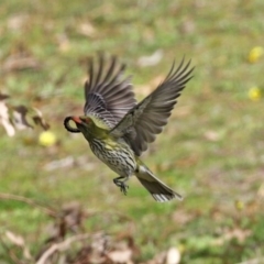 Oriolus sagittatus (Olive-backed Oriole) at Fadden, ACT - 10 Sep 2020 by RodDeb