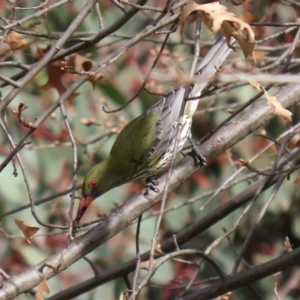 Oriolus sagittatus at Fadden, ACT - 10 Sep 2020