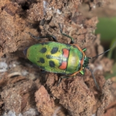 Scutiphora pedicellata (Metallic Jewel Bug) at Higgins, ACT - 10 Sep 2020 by AlisonMilton