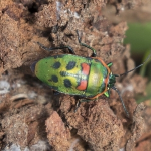 Scutiphora pedicellata at Higgins, ACT - 10 Sep 2020