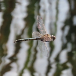 Hemicordulia tau at Fadden, ACT - 10 Sep 2020 12:57 PM