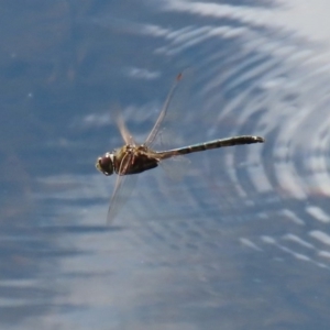 Hemicordulia tau at Fadden, ACT - 10 Sep 2020 12:57 PM