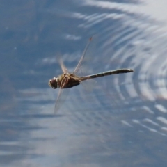 Hemicordulia tau at Fadden, ACT - 10 Sep 2020