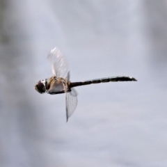 Hemicordulia tau at Fadden, ACT - 10 Sep 2020 12:57 PM