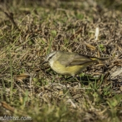 Acanthiza chrysorrhoa (Yellow-rumped Thornbill) at Paddys River, ACT - 30 Aug 2020 by JonSteinbeck