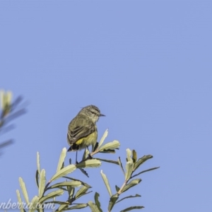 Acanthiza chrysorrhoa at Paddys River, ACT - 30 Aug 2020