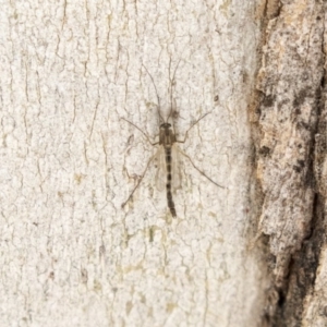 Chironomidae (family) at Higgins, ACT - 10 Sep 2020