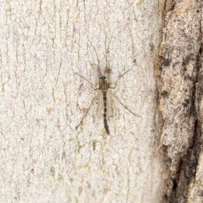 Chironomidae (family) (Non-biting Midge) at Higgins, ACT - 10 Sep 2020 by AlisonMilton