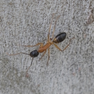 Camponotus consobrinus at Higgins, ACT - 10 Sep 2020