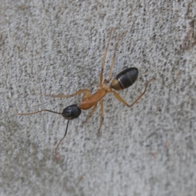 Camponotus consobrinus (Banded sugar ant) at Higgins, ACT - 9 Sep 2020 by AlisonMilton