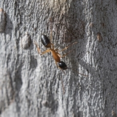 Camponotus consobrinus at Higgins, ACT - 10 Sep 2020