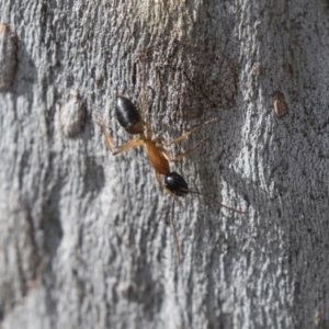 Camponotus consobrinus at Higgins, ACT - 10 Sep 2020 08:51 AM