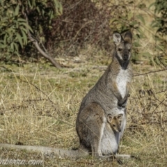 Notamacropus rufogriseus (Red-necked Wallaby) at Paddys River, ACT - 30 Aug 2020 by BIrdsinCanberra