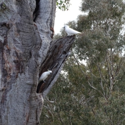 Cacatua galerita (Sulphur-crested Cockatoo) at O'Malley, ACT - 10 Sep 2020 by Mike