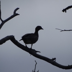 Chenonetta jubata (Australian Wood Duck) at Mount Mugga Mugga - 9 Sep 2020 by Mike