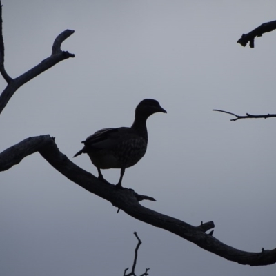 Chenonetta jubata (Australian Wood Duck) at Mount Mugga Mugga - 9 Sep 2020 by Mike