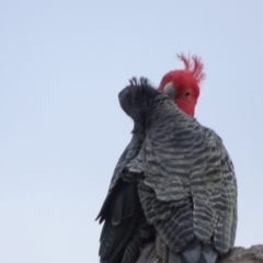 Callocephalon fimbriatum (Gang-gang Cockatoo) at O'Malley, ACT - 9 Sep 2020 by Mike